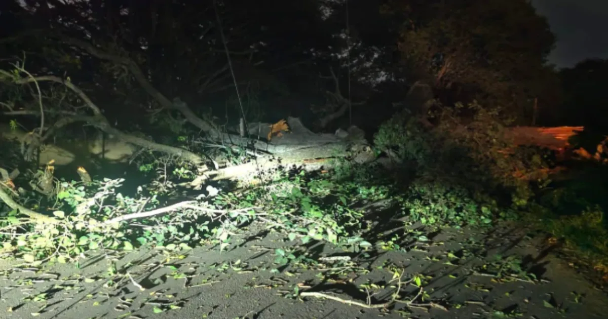 Young Woman Killed by Uprooted Tree During Storm in Bengaluru, Two Others Spared by Inches