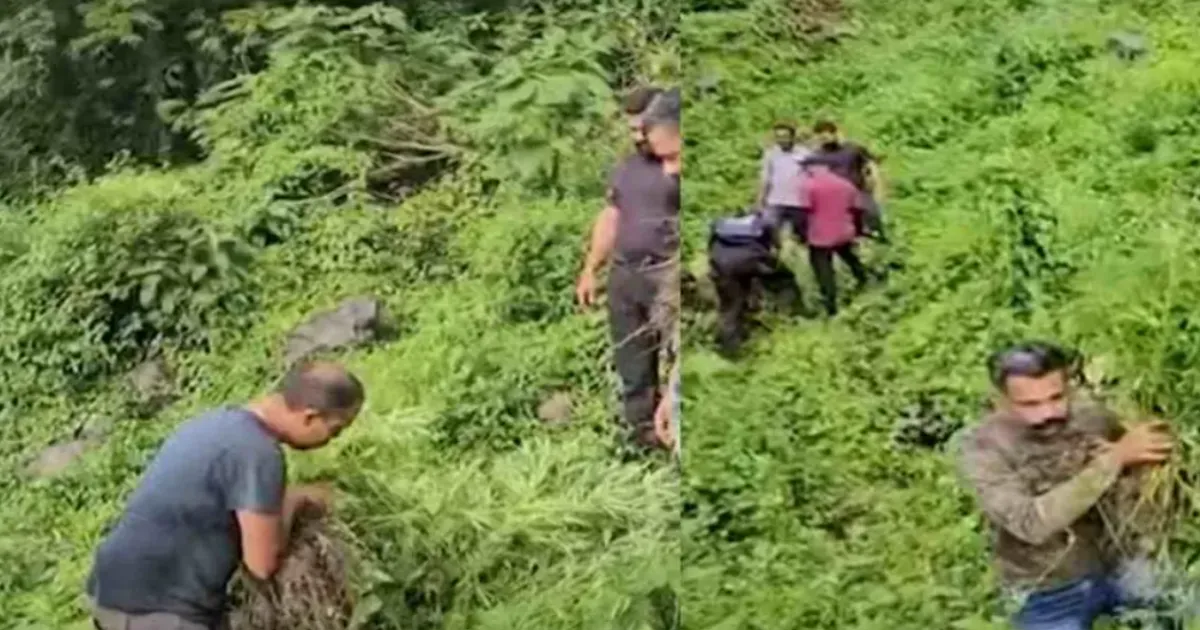 Kerala Police Destroys State’s Biggest Cannabis Farm in Attappady