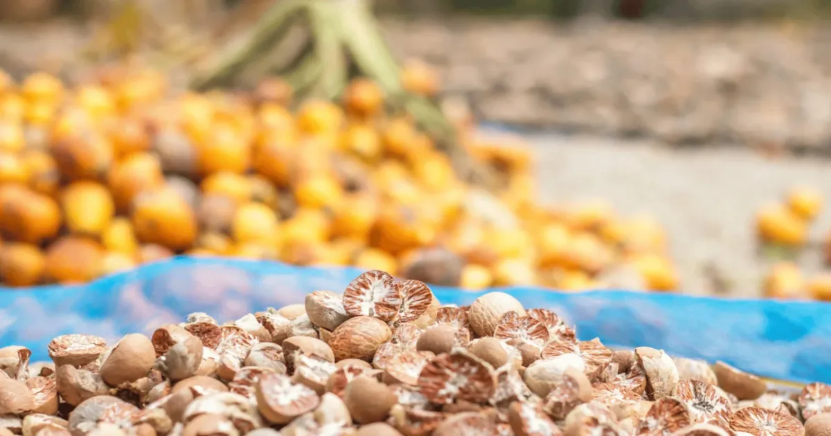 Indian Farmers to Benefit as Govt Curbs Cheap Areca Nut Imports