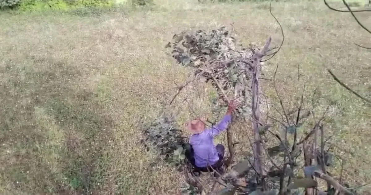 Karnataka Farmer Mauled by Tiger; Forest Department Faces Criticism