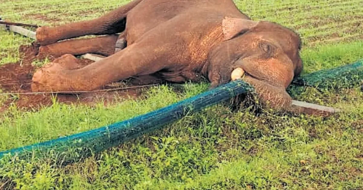 25-year-old-elephant-electrocuted-after-knocking-down-e