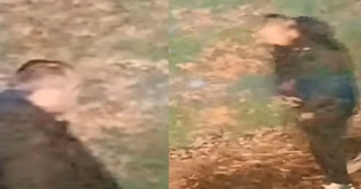 Manhunt Launched as 20-Year-Old Indian-Origin Woman Assaulted in Walsall
