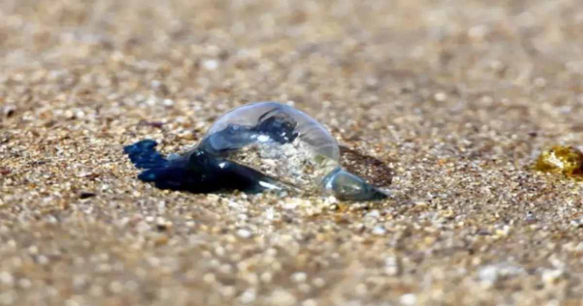 dangerous-Floating-Terrors-wash-up-on-welsh-beaches