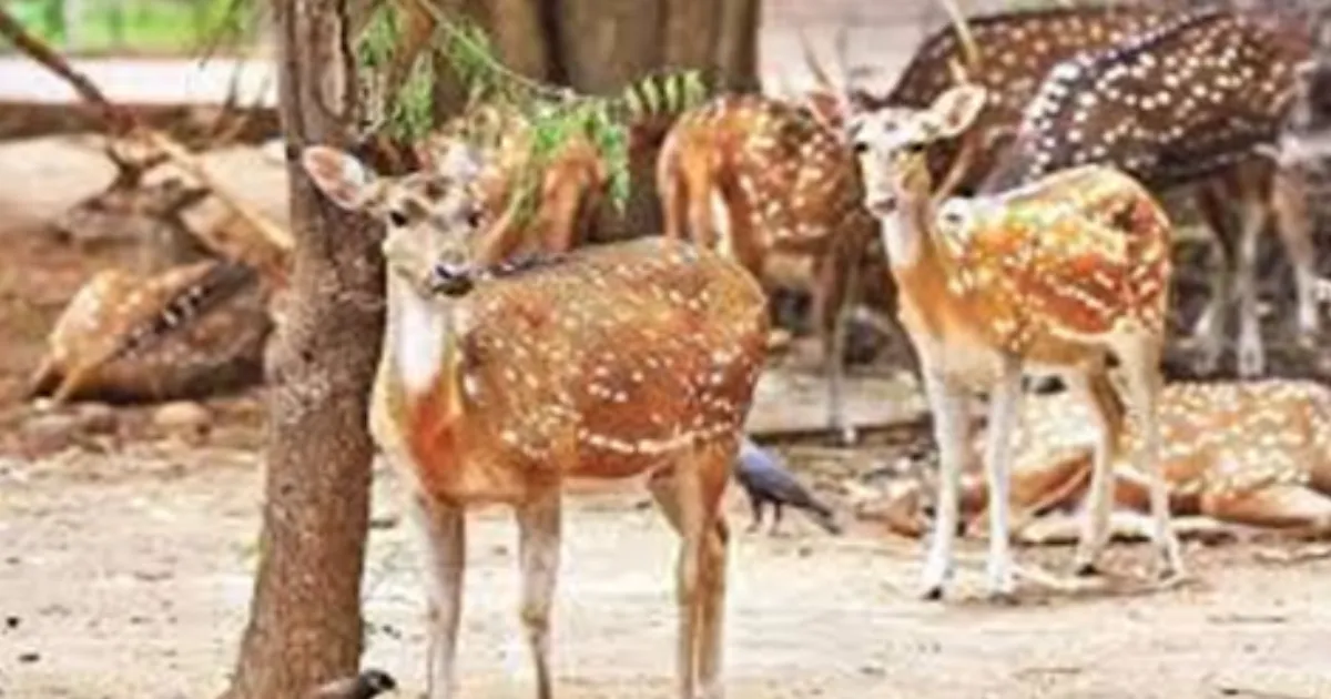 Security Lapses at Puthur Zoo Lead to Death of 10 Deer
