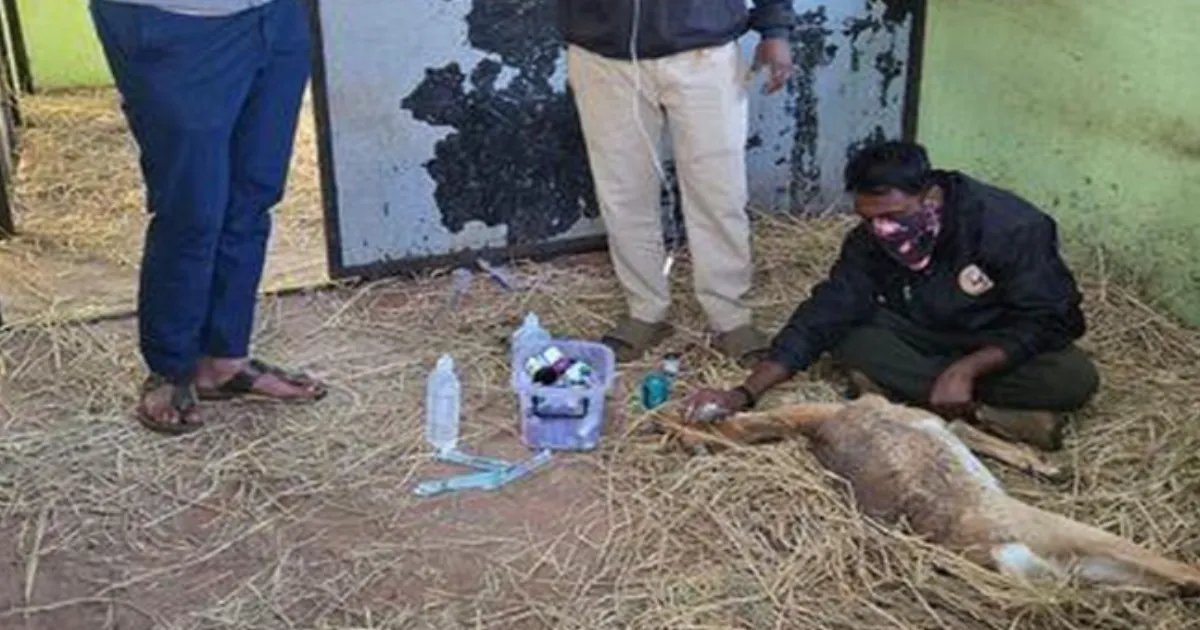 Karnataka Zoo Authority Identifies Fatal Bacterial Infection Behind Blackbuck Loss