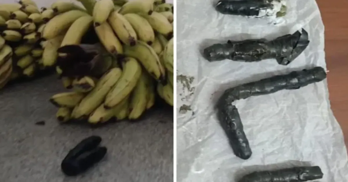 Fresh Narcotics Haul inside Banana Stems Raises Serious Concerns over Karnataka Prison Security