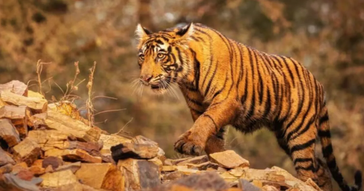 India Hosts Five Big Cat Species Including Bengal Tiger, Lion, Leopard, Snow Leopard