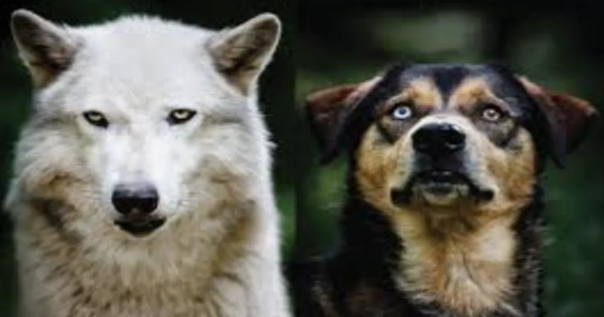 researchers-reveal-most-dog-breeds-have-detectable-wolf
