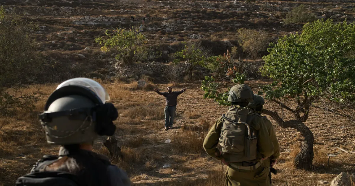 Settler Attacks Turn West Bank Olive Harvest Into Daily Terror for Palestinian Villages