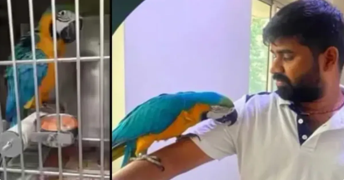 Bengaluru Man Dies After Being Electrocuted While Attempting to Save Pet Macaw