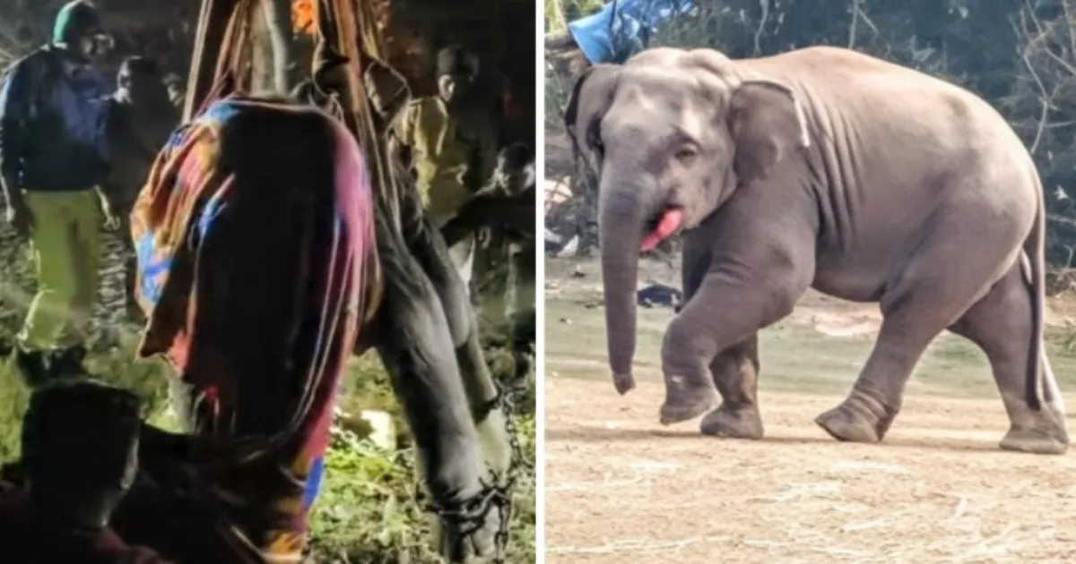 Elephant Maimed by Explosive-Filled Food in Suspected Poaching Attack in Odisha