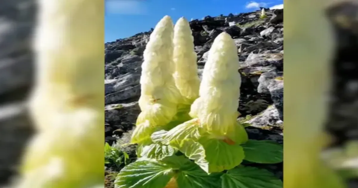Anand Mahindra Spotlights Sikkim Sundari, One of India’s Rarest Himalayan Plants
