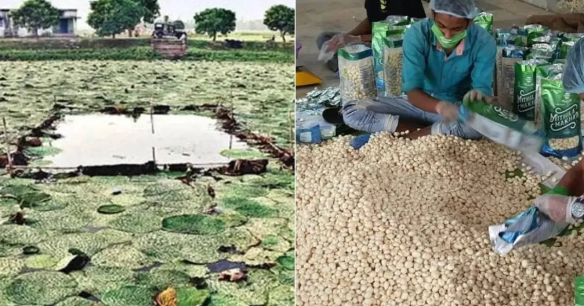 BAU Leads National Push to Expand Mithila Makhana Cultivation Across Five States