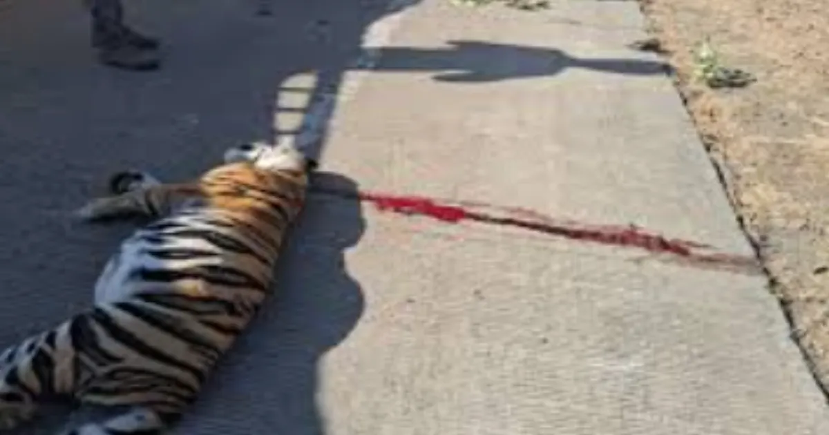 Tiger Killed on NH-565 Near Palnadu After Collision with Speeding Vehicle
