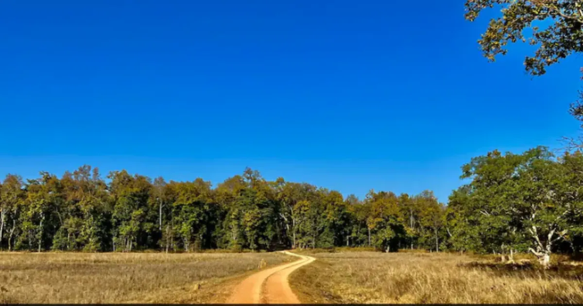 From Red Corridor to Green Revival: Kanha Reserve Brings Back Wild Buffaloes After a Century