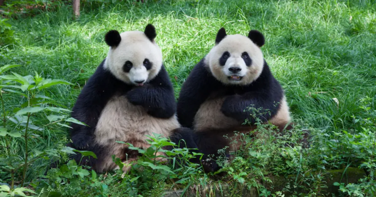 China Detains Two For Spreading False Male Panda Mating Story Online