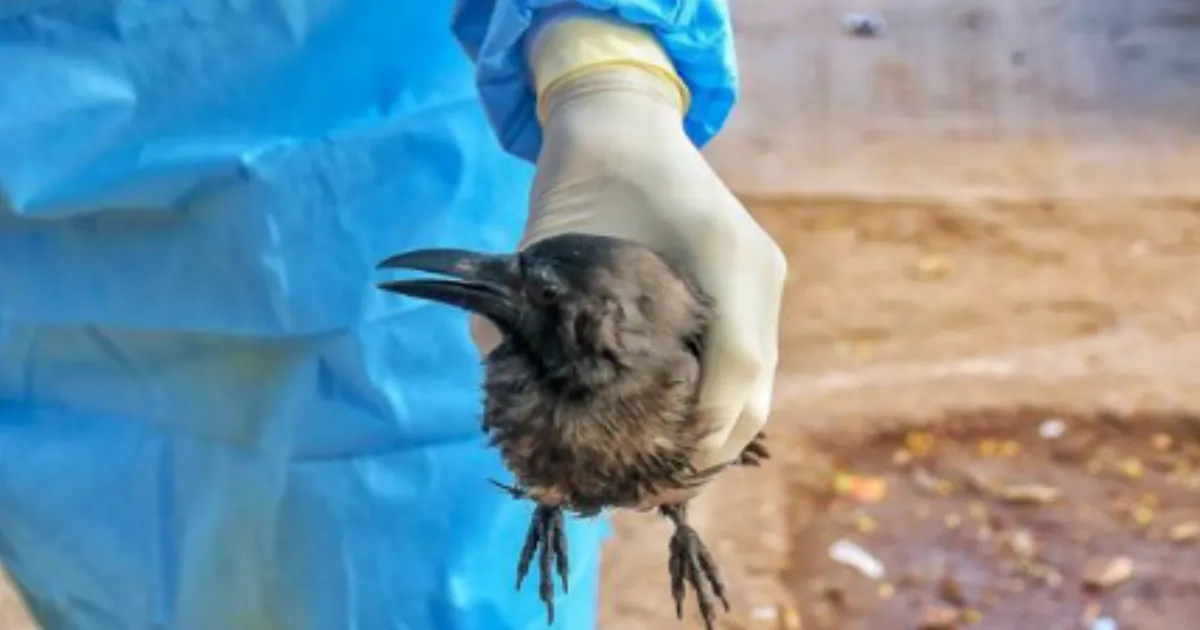 Tamil Nadu on High Alert as H5N1 Bird Flu Hits Chennai Crows