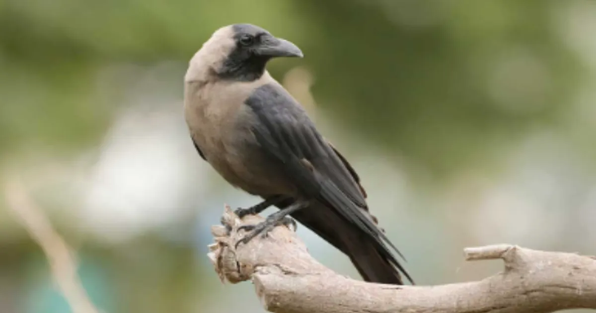 H5N1 Confirmed in Over 1500 Dead Crows in Chennai, Alert Escalates