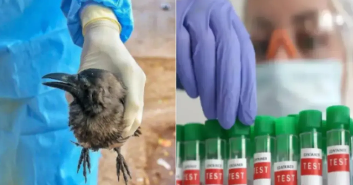 Bird Flu: Tamil Nadu Mass Culling, Authorities Act Fast on H5N1