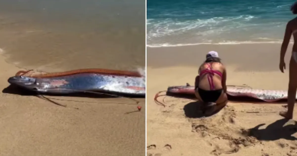 'Doomsday Fish' Spotted on Mexico Beach: Two Rare Oarfish Surface in Cabo San Lucas