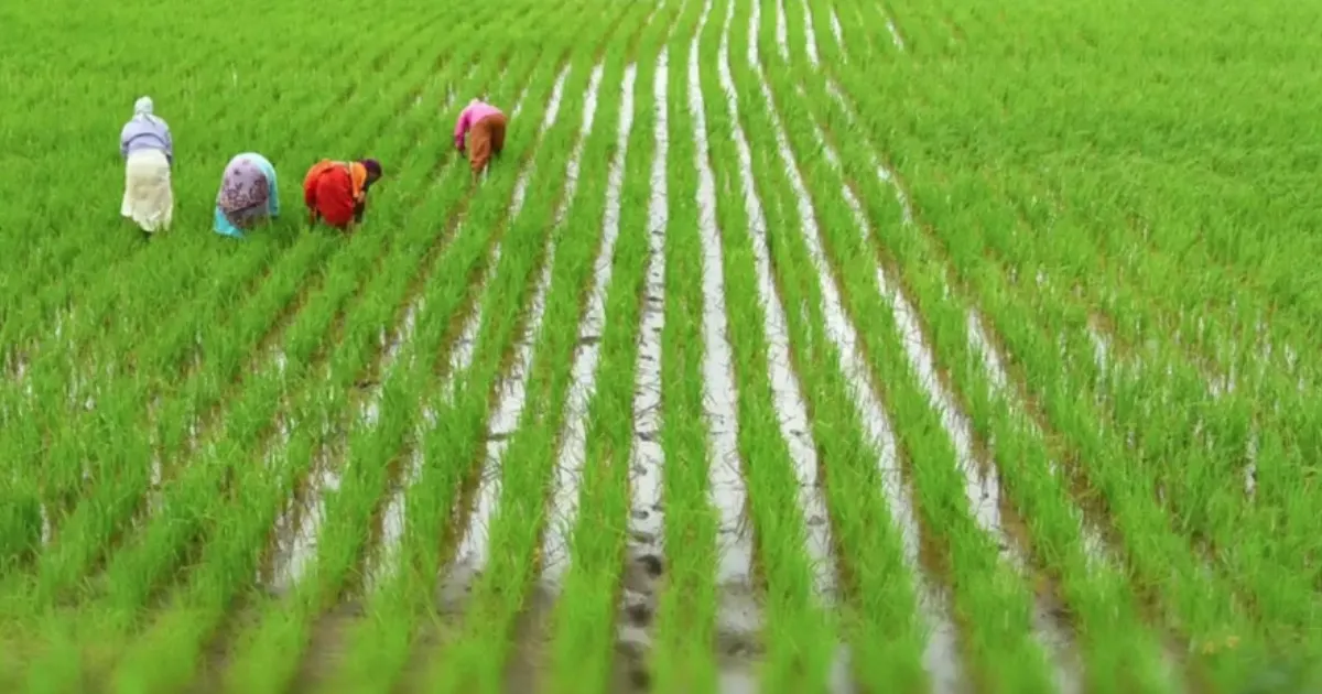 Gujarat Scraps Mandatory 30-Day Notice for Land Registration in Big Relief for Farmers