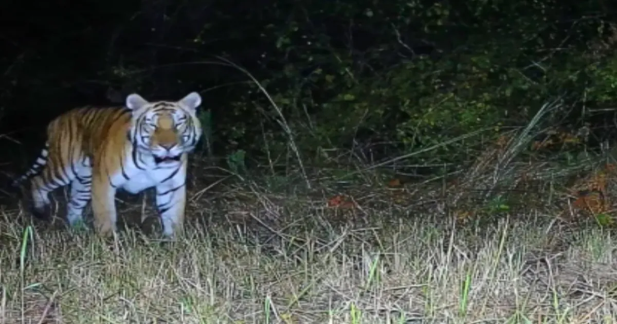 Royal Bengal Tiger Returns to Arunachal Sanctuary After 20-Year Absence