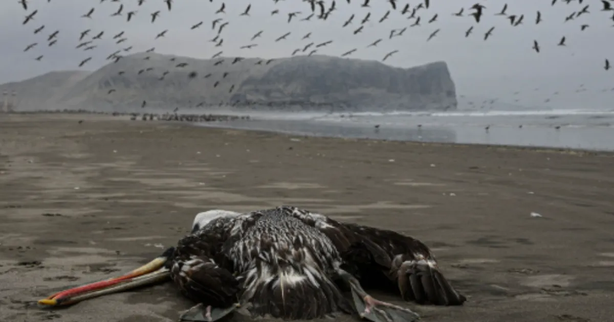 Bird Flu Spreads Faster Than Hantavirus; Here's Why Global Health Fears H5N1 More