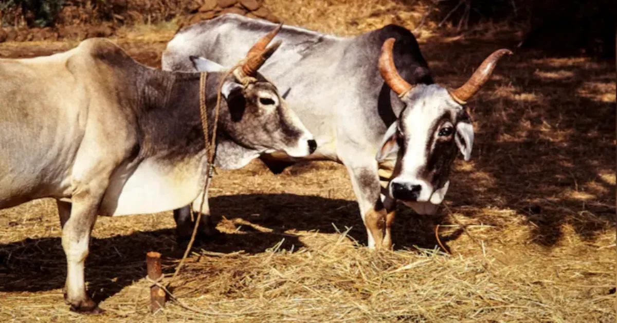 West Bengal BJP Government Bans Public Cow Slaughter; Makes Fitness Certificate Mandatory