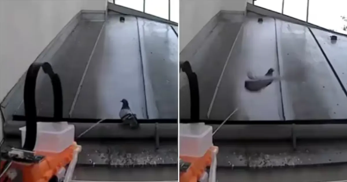 AI on the Balcony: How Hobbyists Are Building Custom Pigeon Deterrents