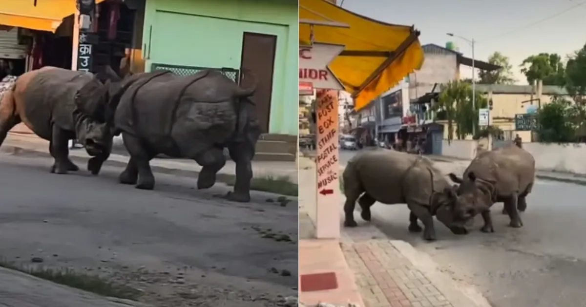 Two Rhinos Lock Horns in Dramatic Fight Near Chitwan National Park