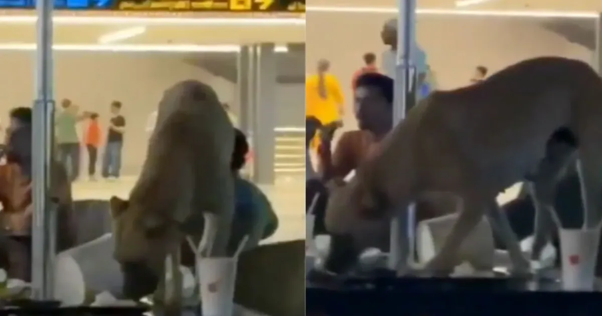 Passenger Safety Questioned After Stray Dog Caught Eating Food in Airport Terminal Lounge