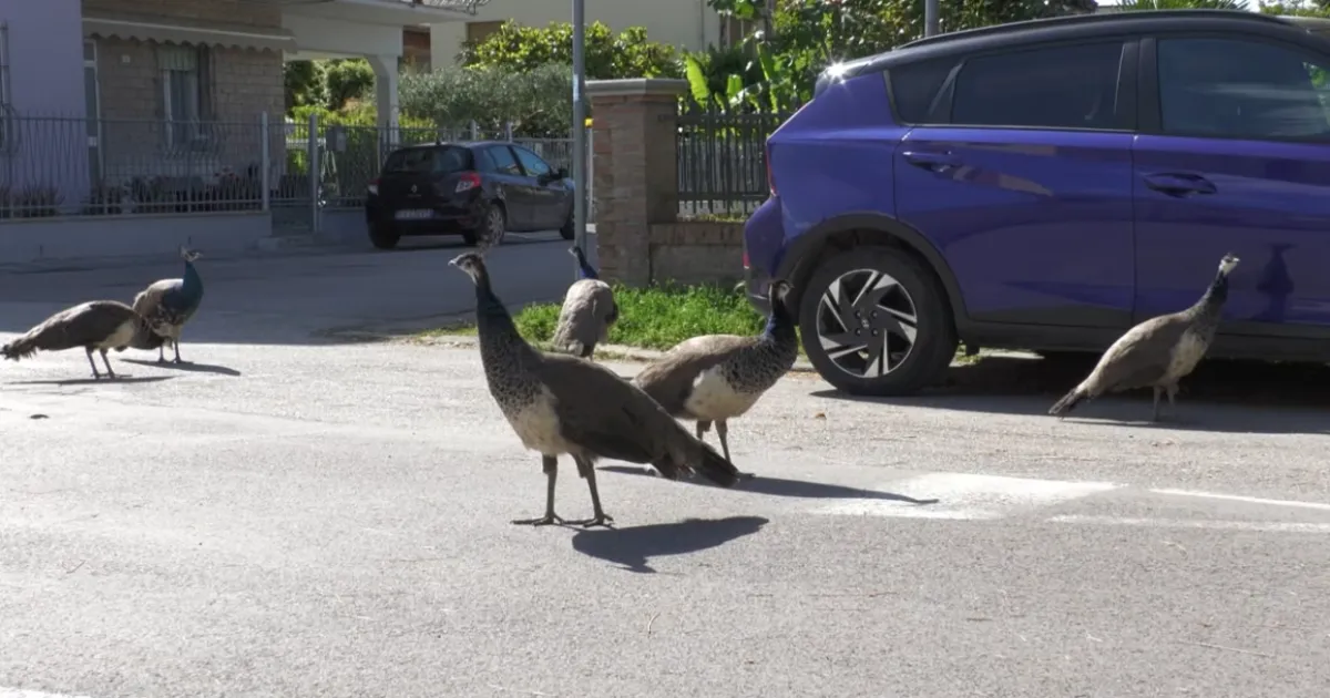  Punta Marina Residents Declare War on 150 Peacocks Terrorising Their Streets