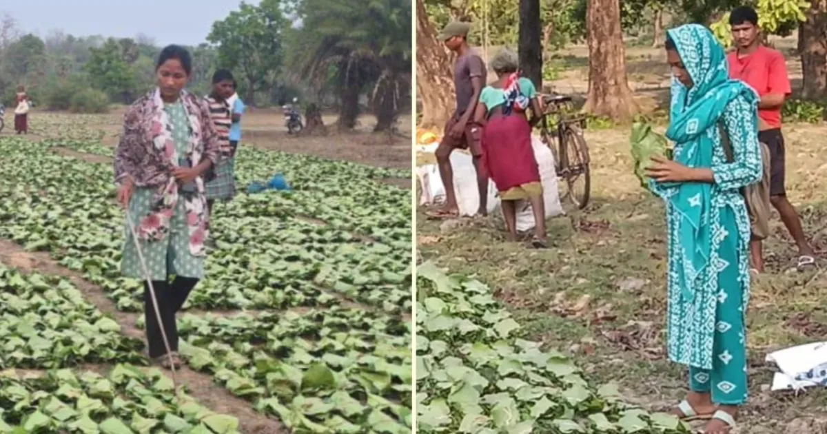 Corruption Scandal Opens Door: Two Tribal Women Now Lead Forest Committees in Naxal-Hit Sukma