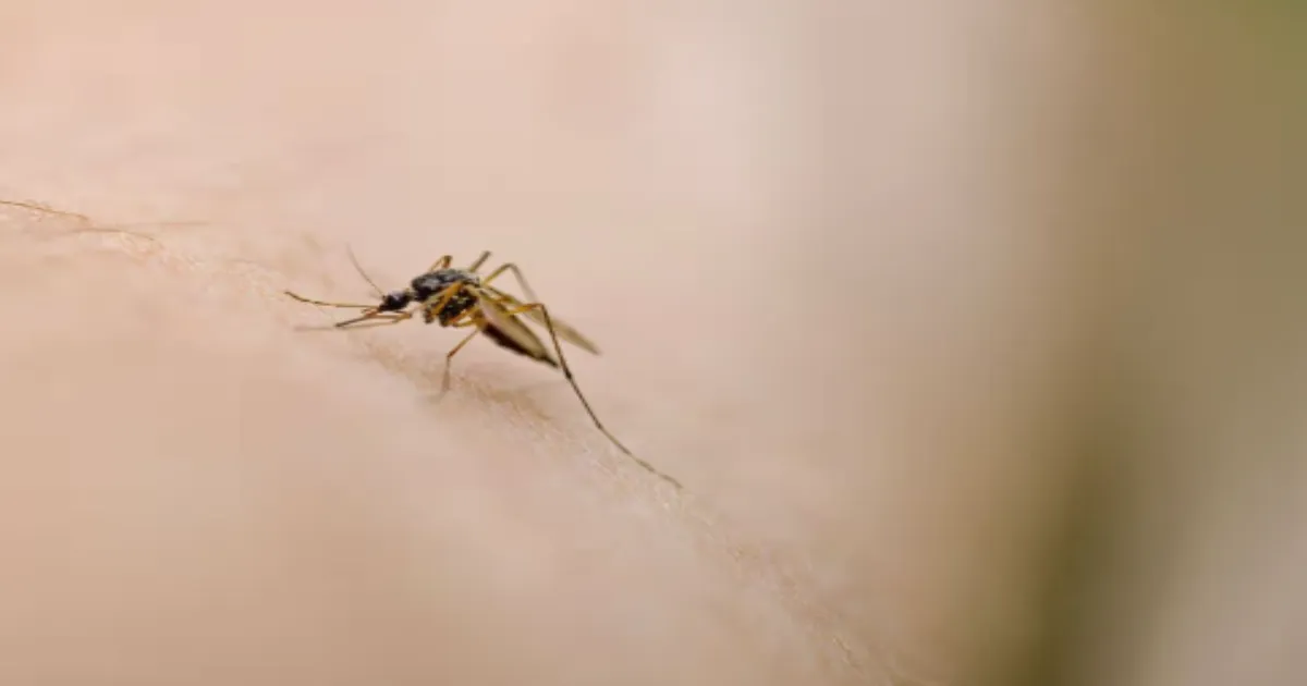 African Usutu Virus Detected in Scotland, Climate Change Accelerates Disease Spread North
