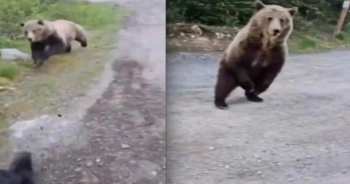 Alberta Hiker's Composure Saves Her and Dog as Grizzly Bear Charges Multiple Times