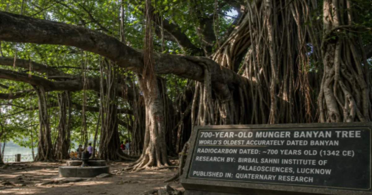 Bihar's Munger Banyan Named World's Oldest Accurately Dated Tree