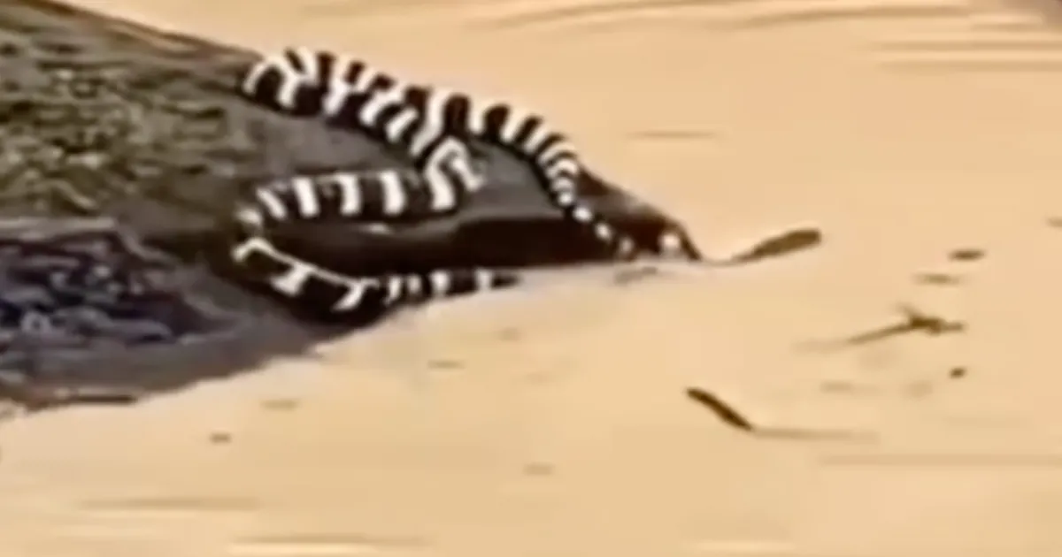 Over 900 Snakes Escape Breeding Farms Amid China Floods, Woman Dead