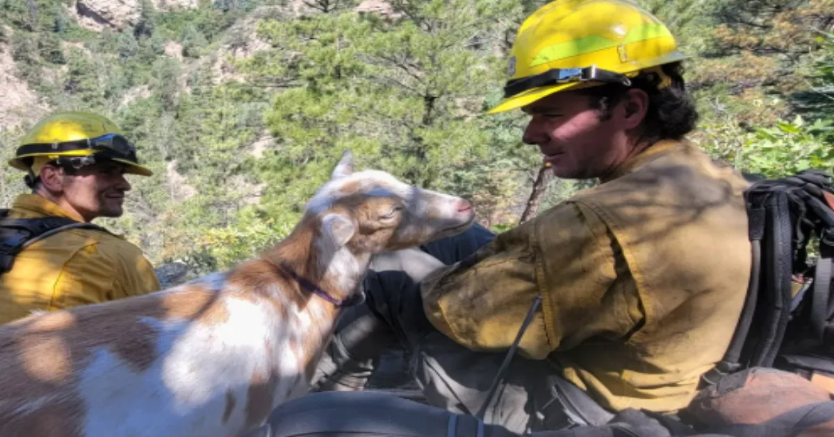 Goat Named Goldie Guides Firefighters to Colorado Wildfire