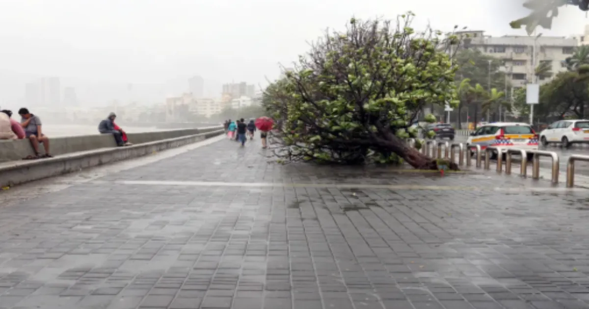 BMC Committee Recommends Contractor Accountability For Trees Near Projects