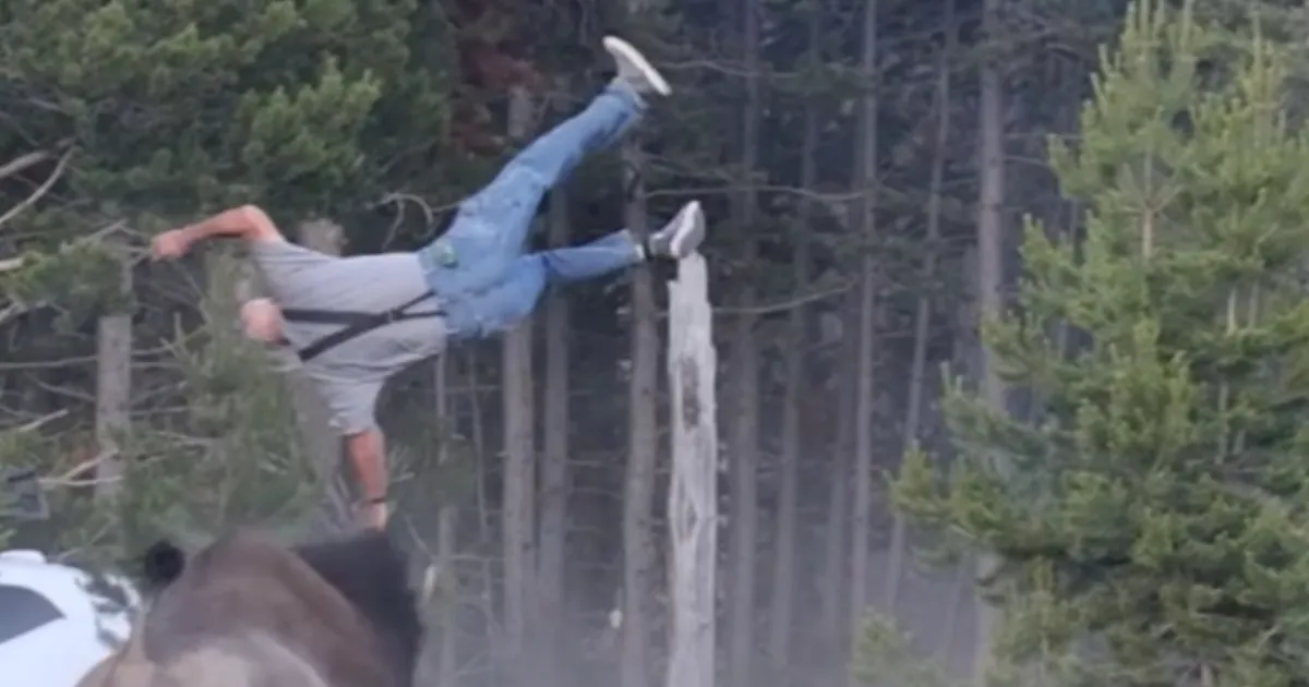 Yellowstone Tourist Critical After Bison Tosses Him 8 Feet in Air