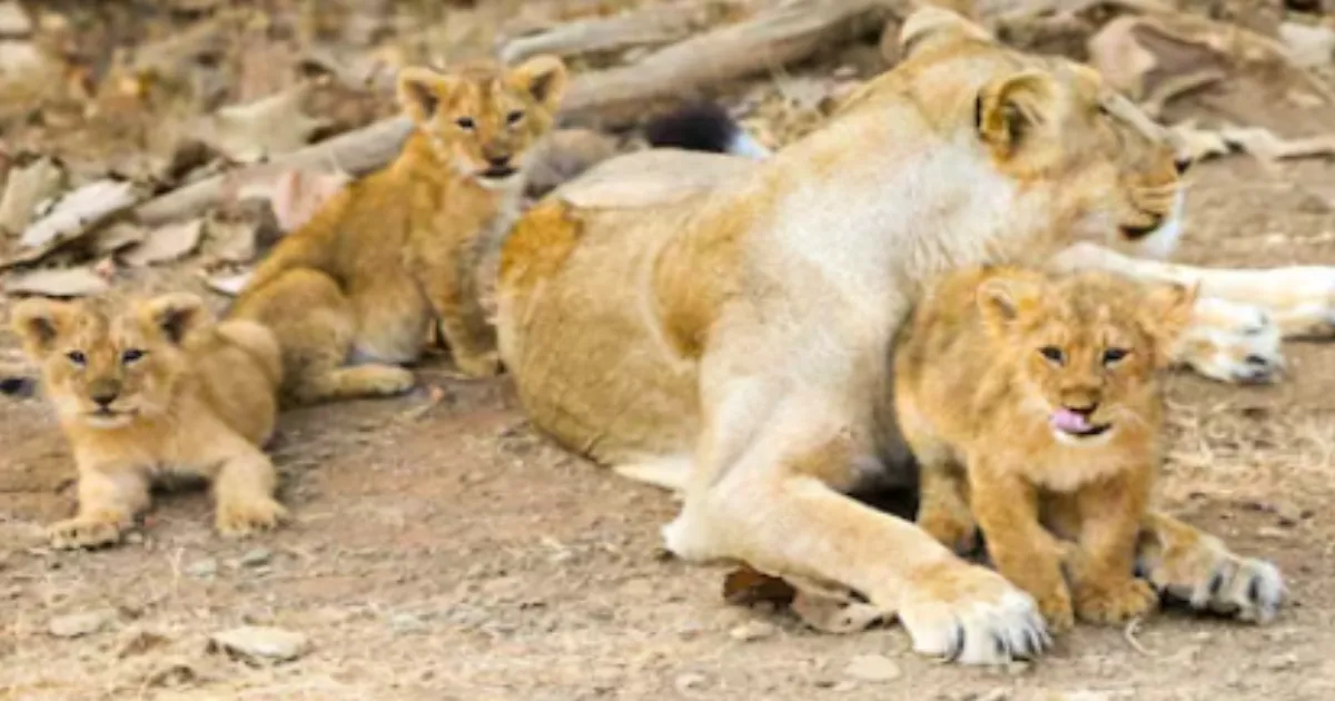 2025 Census: Asiatic Lion Count Rises by 214% Since 1990 in Gujarat
