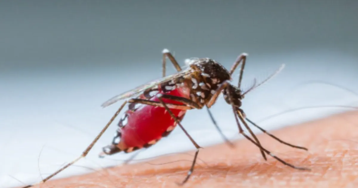Expert Explains Cardiac Risks Linked to Dengue Fever Infection