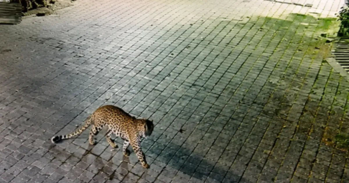 Leopard Sighting at Ahmedabad Society Prompts Forest Department Precautions