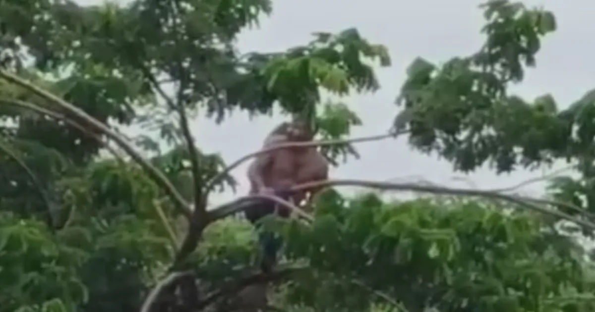 Villager Rescued After Climbing Tree in Flooded Maharashtra River