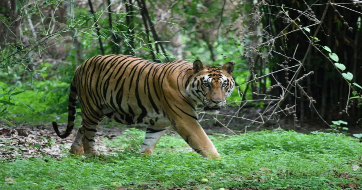 Tiger Attack Kills Woman in Madhya Pradesh's Balaghat District