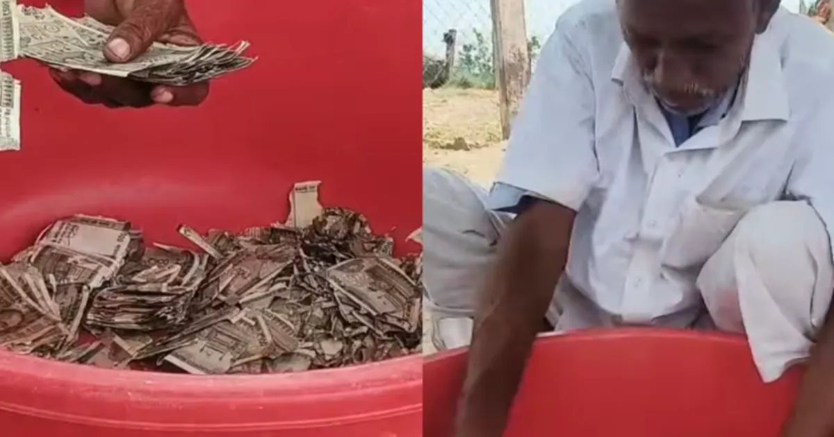 Rajasthan Farmer's Buried Rs 5 Lakh Destroyed by Termites After A Year