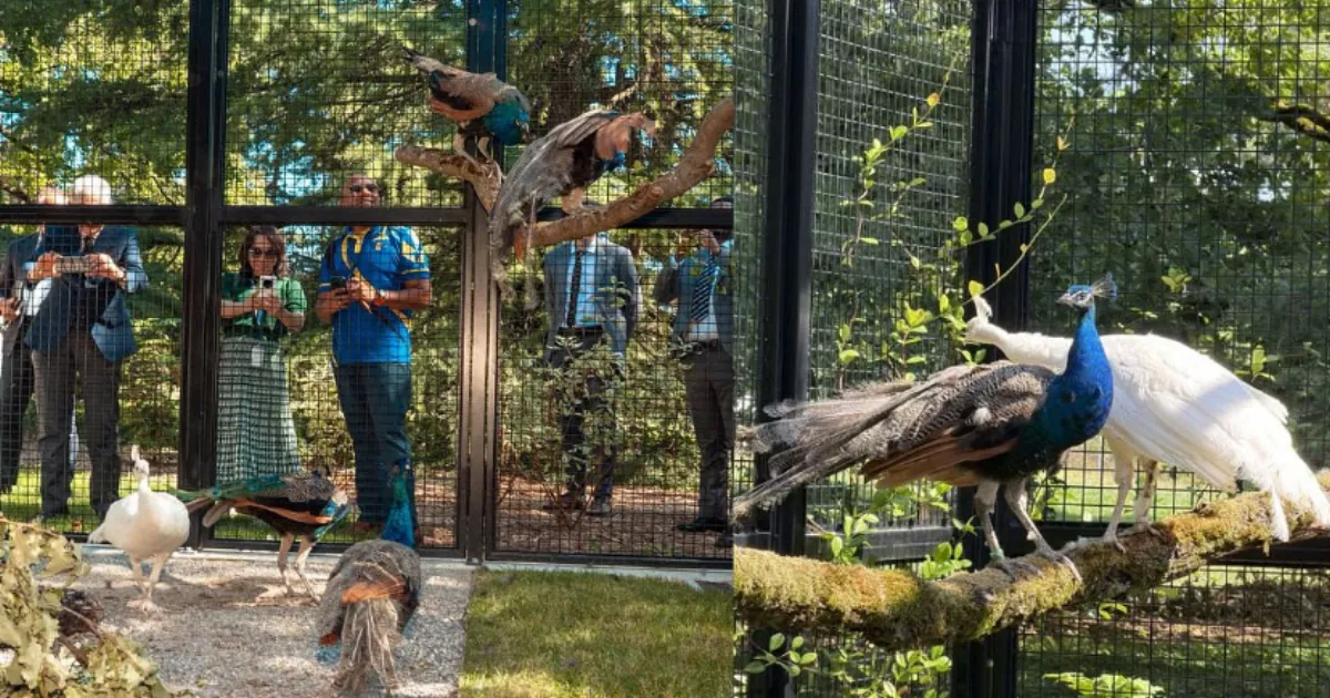 India Gifts Five Peacocks to United Nations, Reviving a 1981 Tradition