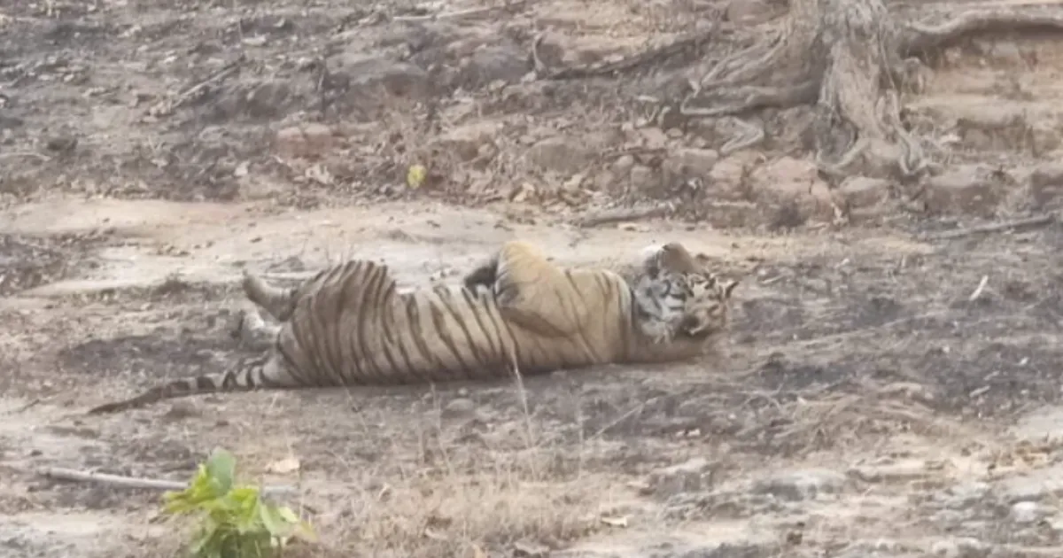 Madhya Pradesh Records 50 Human, 45 Tiger Deaths in Wildlife Conflict This Year