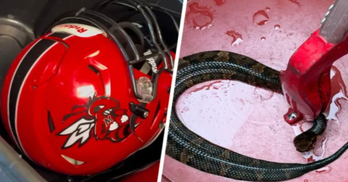 Arkansas Football Player Wore Helmet With Venomous Snake Inside For an Hour
