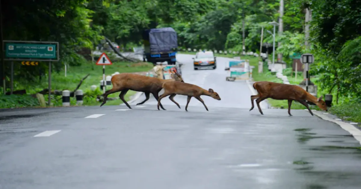 Assam Pushes to Cut Kaziranga's Buffer Zone by Nearly 90 Percent